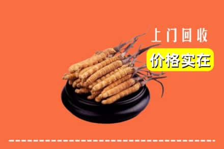 锦州市义县回收冬虫夏草